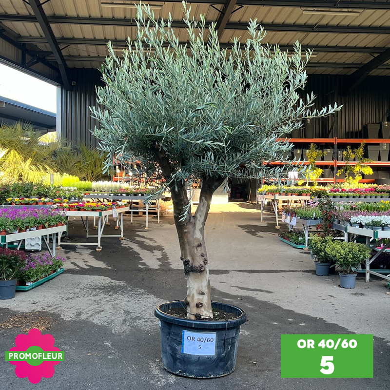 Olivier 40 - 60 ans ramifié Hauteur 200 cm - Promofleur (OR-40/60 - 5)