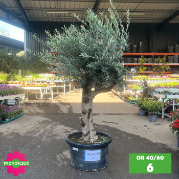 Olivier 40 - 60 ans ramifié Hauteur 200 cm - Promofleur (OR-40/60 - 6)