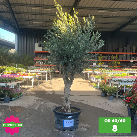 Olivier 40 - 60 ans ramifié Hauteur 200 cm - Promofleur (OR-40/60 - 8)