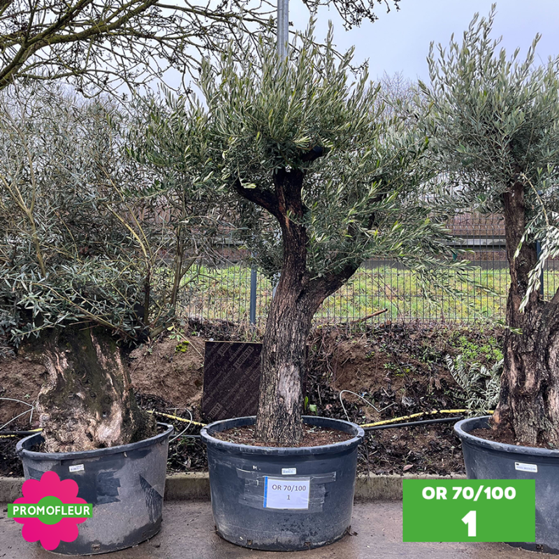 Parc d'oliviers 70 - 100 ans ramifiés Hauteur 200 cm - Promofleur