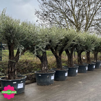 Parc d'oliviers 70 - 100 ans ramifiés Hauteur 200 cm - Promofleur