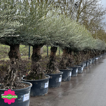 Parc d'Oliviers 80 - 100 ans - Promofleur Champagne-sur-Oise
