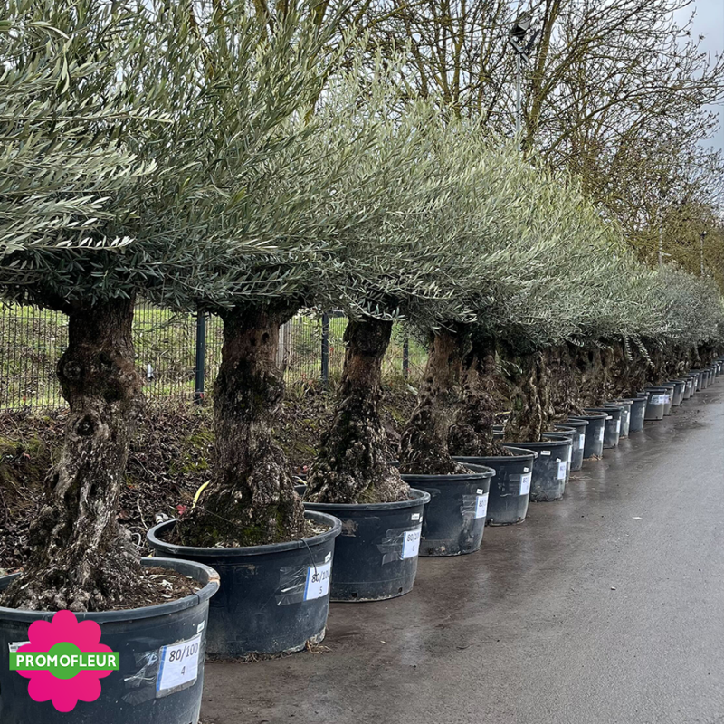 Parc d'Oliviers 80 - 100 ans - Promofleur Champagne-sur-Oise