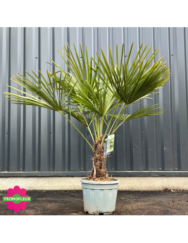 Palmier Trachycarpus Fortunei H.100/125 cm Stipe 20/30 cm