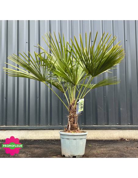 Palmier Trachycarpus Fortunei H.100/125 cm Stipe 20/30 cm