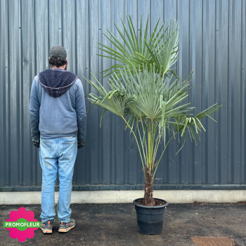 Palmier Trachycarpus Fortunei H.150/175 cm Stipe 20/40 cm - Promofleur (comparatif taille)