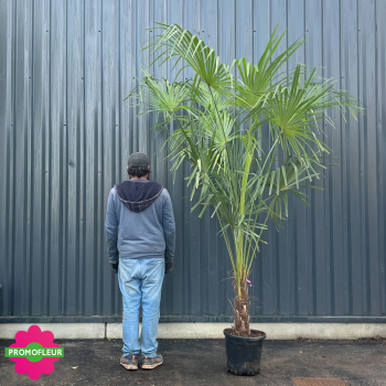 Palmier Trachycarpus Fortunei H.160/200 cm Stipe 40 cm - Promofleur (comparatif taille)