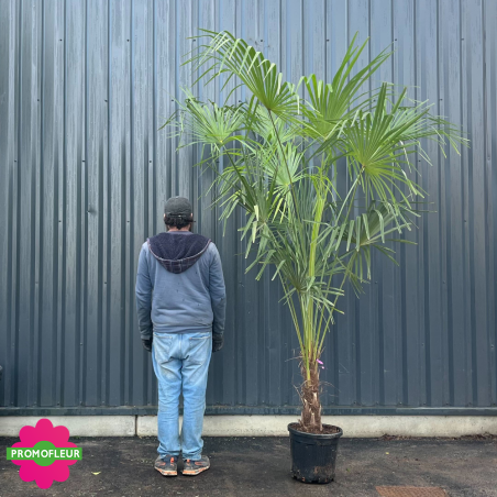 Palmier Trachycarpus Fortunei H.160/200 cm Stipe 40 cm - Promofleur (comparatif taille)
