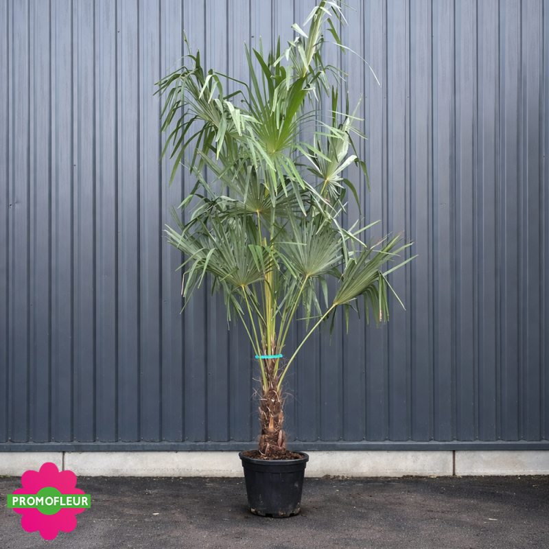 Palmier Trachycarpus Fortunei H.170/200 cm Stipe 40/60 cm - Promofleur