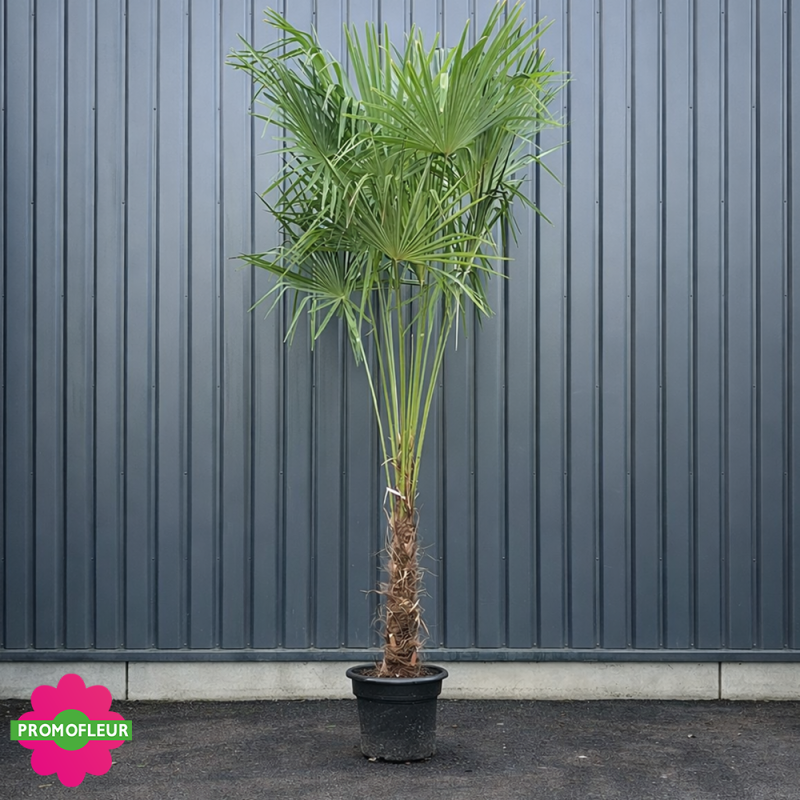 Palmier Trachycarpus Fortunei H.200/240 cm Stipe 60/80 cm - Promofleur