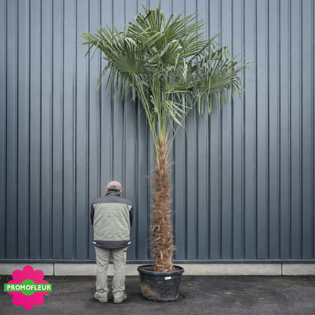 Palmier Trachycarpus Fortunei H.250/300 cm Stipe 160+ cm - Promofleur