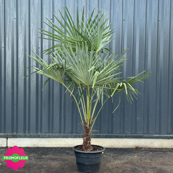 Palmier Trachycarpus Fortunei H.150/175 cm Stipe 20/40 cm - Promofleur