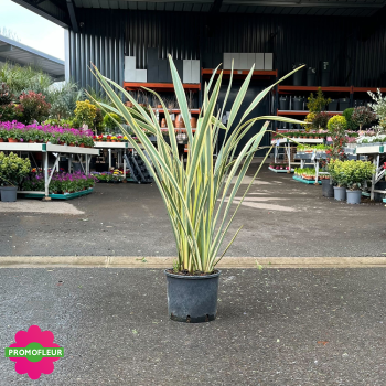 Phormium tenax Variegata Hauteur 80 cm