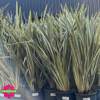 Phormium tenax Variegata Hauteur 80 cm