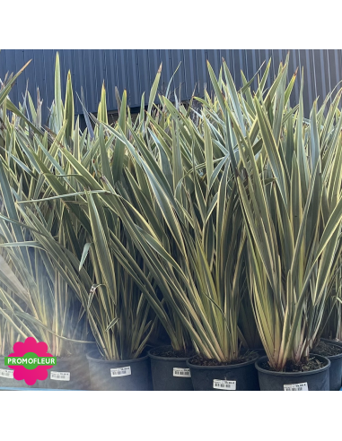 Phormium tenax Variegata Hauteur 80 cm