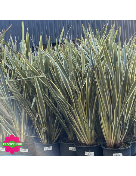 Phormium tenax Variegata Hauteur 80 cm