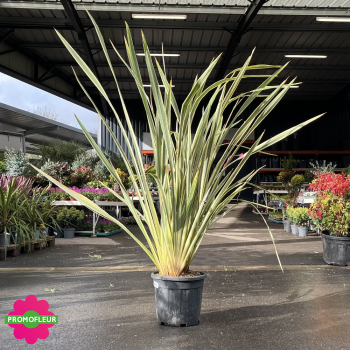 Phormium tenax Variegata Hauteur 150 cm - Promofleur