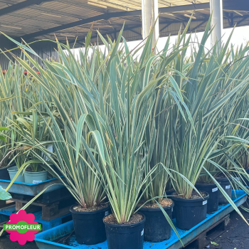 Emplacement Phormium tenax Variegata Hauteur 150 cm - Promofleur