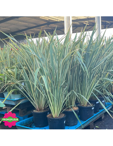 Emplacement Phormium tenax Variegata Hauteur 150 cm - Promofleur