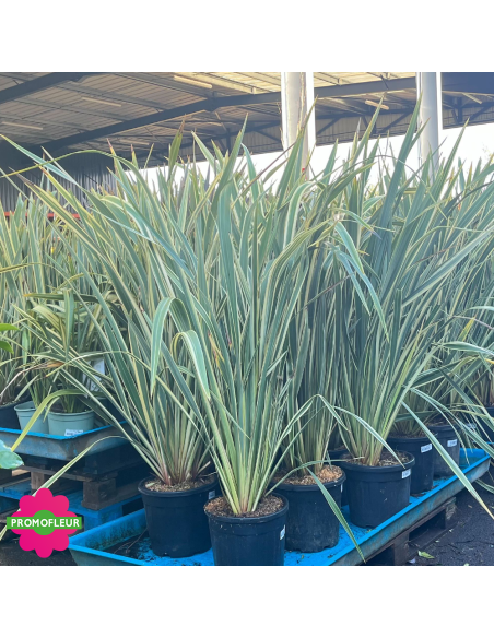 Emplacement Phormium tenax Variegata Hauteur 150 cm - Promofleur