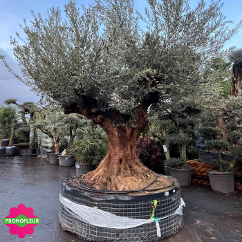 Olivier Patatas T16 Hauteur 300 cm - Promofleur