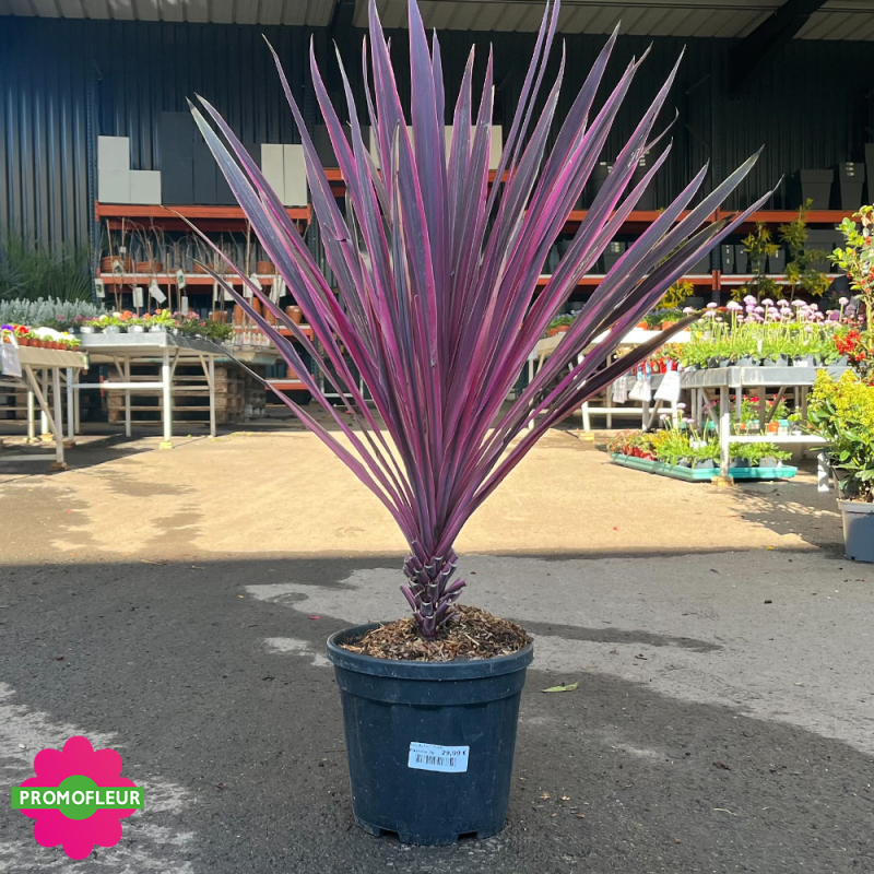 Cordyline "Pink passion" Hauteur 80 cm - Promofleur