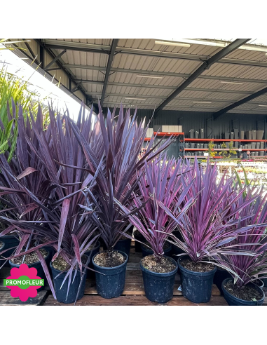 Rayon Cordyline australis "Pink Passion" Hauteur 80 cm - Promofleur