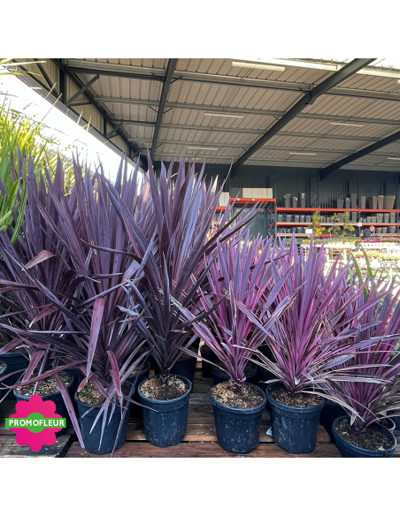 Rayon Cordyline australis "Pink Passion" Hauteur 80 cm - Promofleur