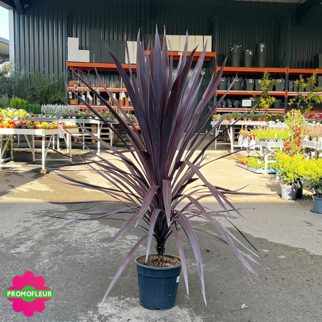 Cordyline australis "Black Knight" Hauteur 100/125 cm - Promofleur