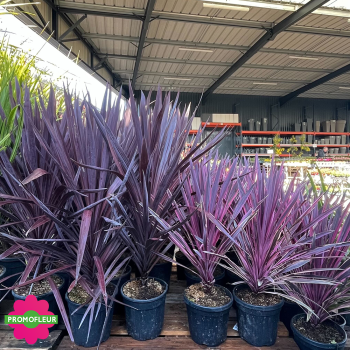 Rayon Cordyline australis "Black Knight" Hauteur 100/125 cm - Promofleur