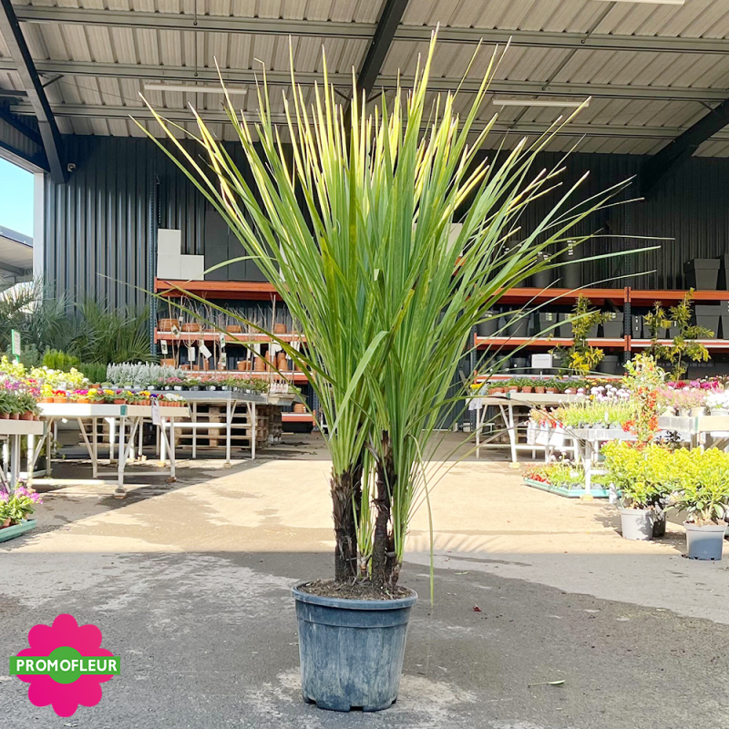 Cordyline australis Multi-troncs Hauteur 110/120 cm - Promofleur