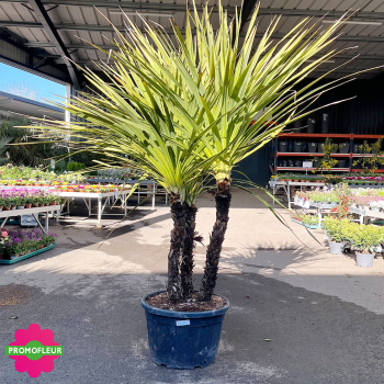 Cordyline australis Multi-troncs Hauteur 150/175 cm - Promofleur