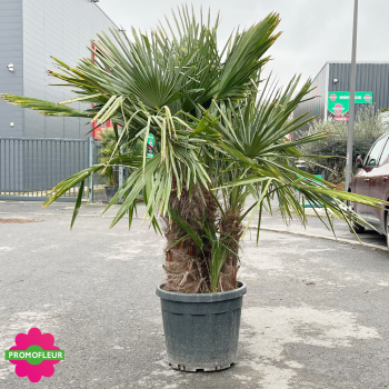 Palmier Trachycarpus Fortunei Multi-troncs H.100/200 cm - Promofleur (1)