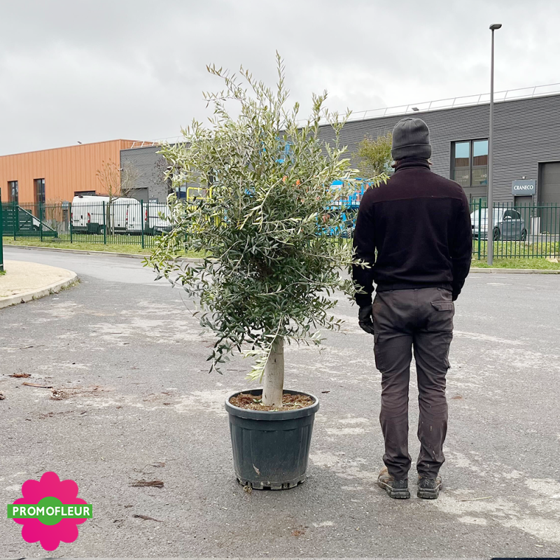 Olivier tige Hauteur 100/125 cm - Promofleur (comparatif taille)