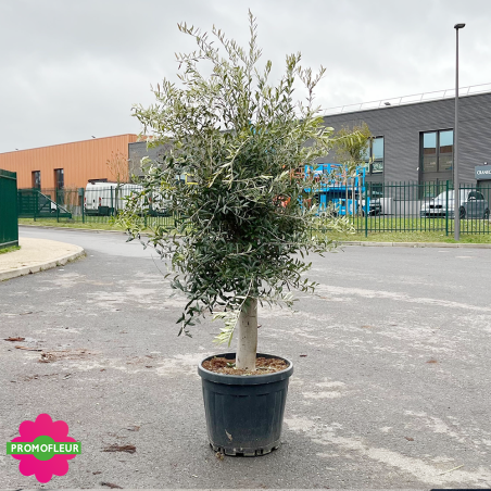 Olivier tige Hauteur 100/125 cm - Promofleur