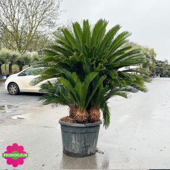Cycas revoluta Multi-troncs Hauteur 125/150 cm - Promofleur