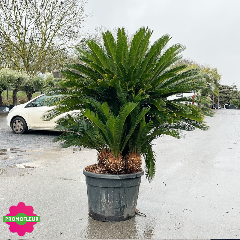 Cycas revoluta Multi-troncs Hauteur 125/150 cm - Promofleur