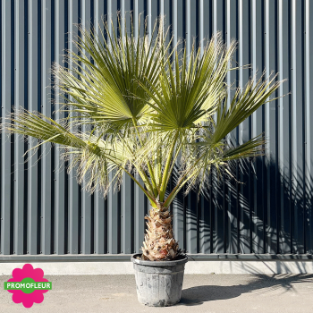 Palmier Washingtonia Filifera Stipe 50 cm Hauteur 150/175 cm - Promofleur Champagne-sur-Oise (2)