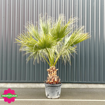 Palmier Washingtonia Filifera Stipe 50 cm Hauteur 150/175 cm - Promofleur Champagne-sur-Oise