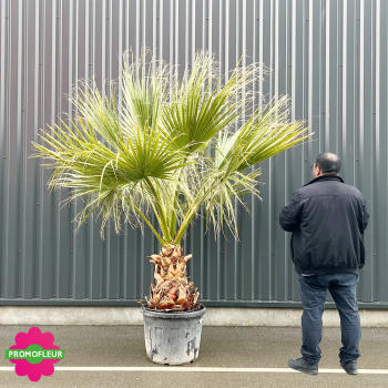 Palmier Washingtonia Filifera Stipe 50 cm Hauteur 150/175 cm - Promofleur Champagne-sur-Oise (comparatif taille)