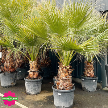 Emplacement Palmiers Washingtonia Filifera Stipe 50 cm Hauteur 150/175 cm - Promofleur Champagne-sur-Oise