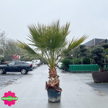 Palmier Washingtonia Filifera Stipe 70 cm Hauteur 180/200 cm - Promofleur Champagne-sur-Oise