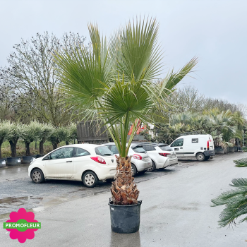Palmier Washingtonia Filifera Stipe 70 cm Hauteur 200/225 cm - Promofleur Champagne-sur-Oise