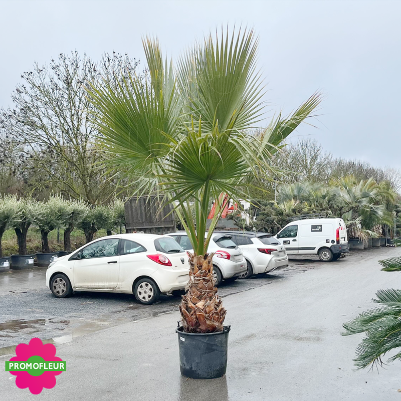 Palmier Washingtonia Filifera Stipe 70 cm Hauteur 200/225 cm - Promofleur Champagne-sur-Oise