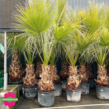 Emplacement Palmiers Washingtonia Filifera - Promofleur Champagne-sur-Oise