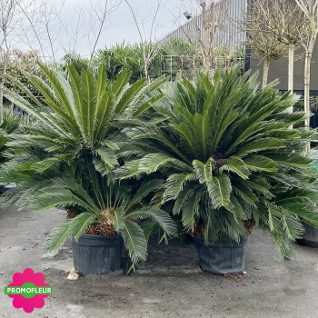 Emplacement Cycas revoluta Multi-troncs Hauteur 125/150 cm - Promofleur
