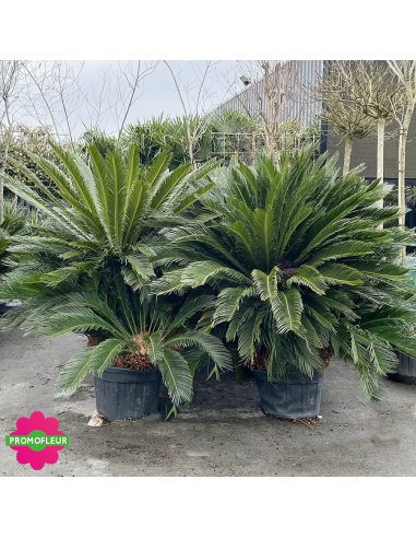 Emplacement Cycas revoluta Multi-troncs Hauteur 125/150 cm - Promofleur