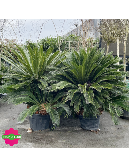 Emplacement Cycas revoluta Multi-troncs Hauteur 125/150 cm - Promofleur