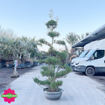 Ilex crenata Glory Gem Bonsaï Hauteur 200 cm