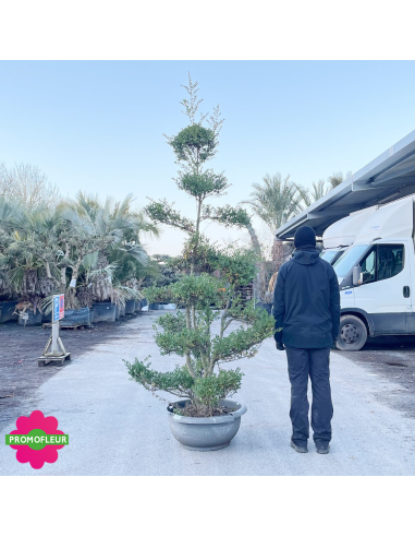 Ilex crenata Glory Gem Bonsaï Hauteur 200 cm